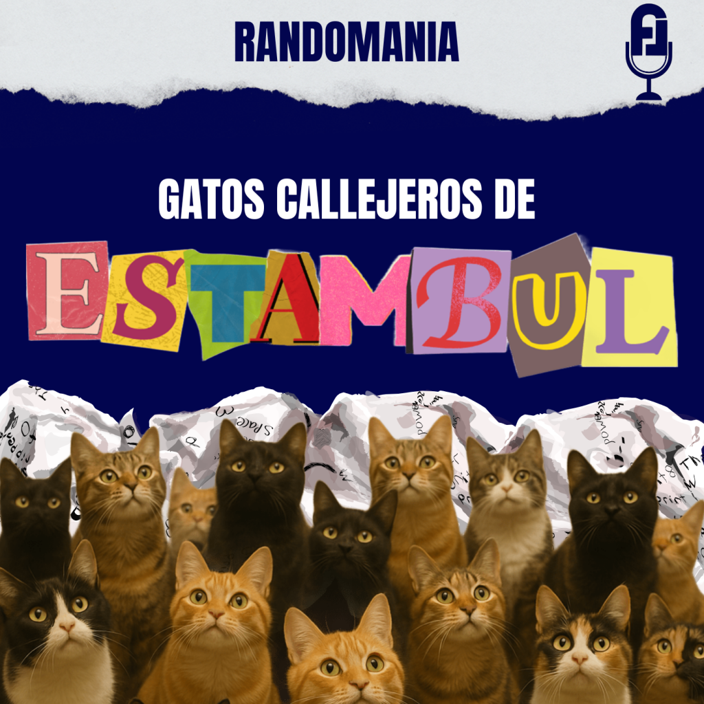 ¿Quién manda en Estambul? ¡Los gatos, obviamente!