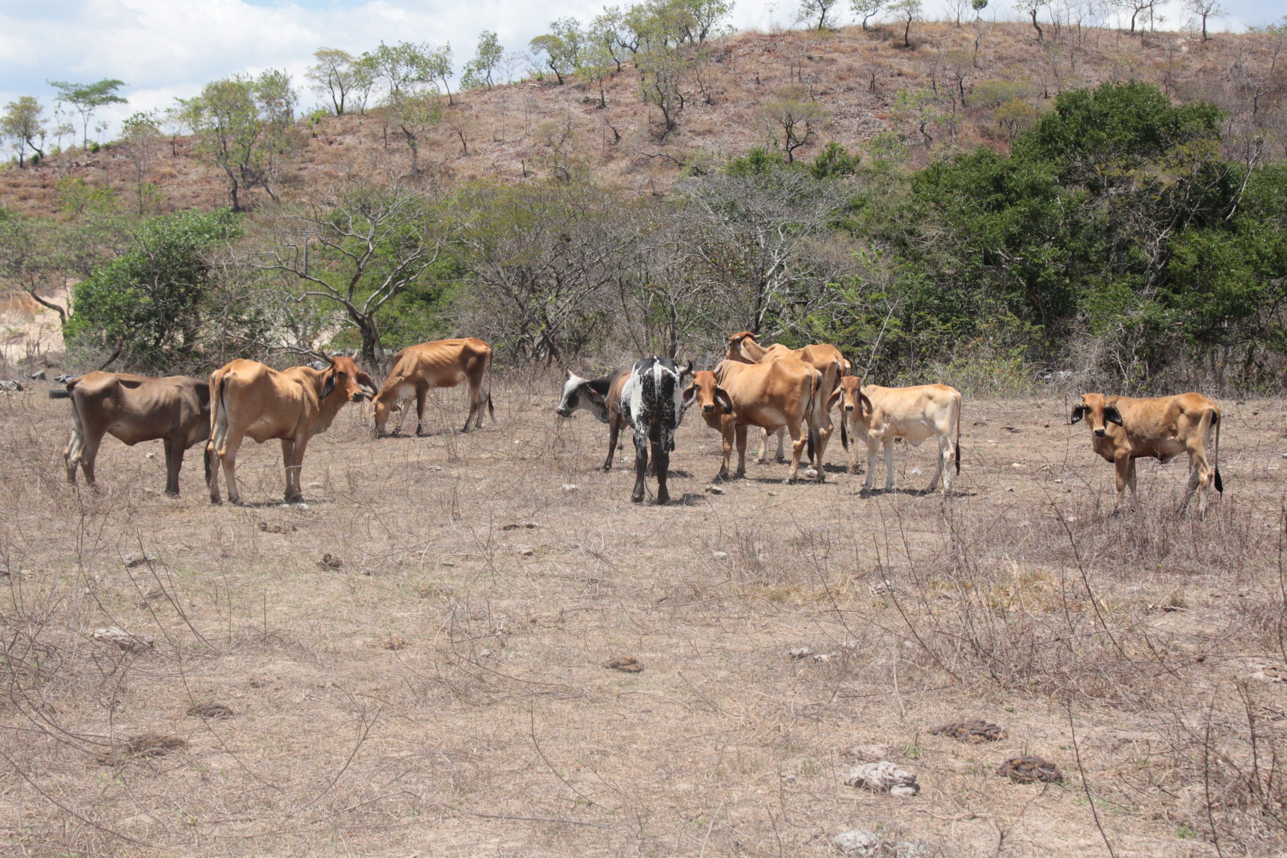 Fenómeno “El Niño” impactará al agro y la ganadería en 2023